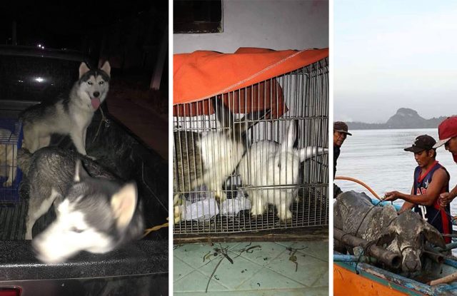 Animal-rescue-groups-save-afflicted-species-in-PH