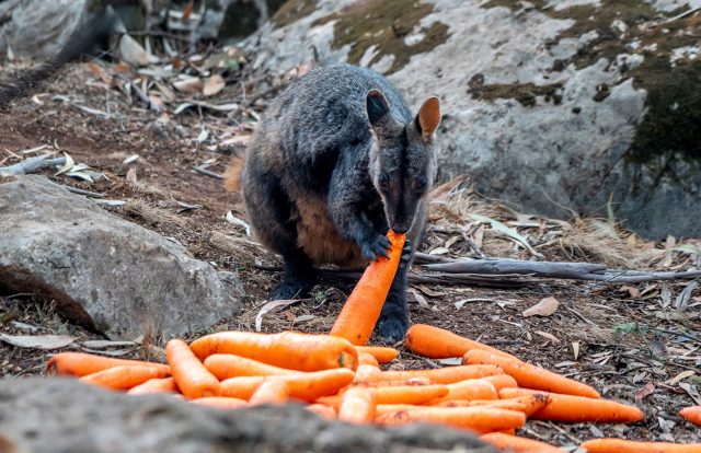 Australia-saves-wildlife-by-airdropping-food