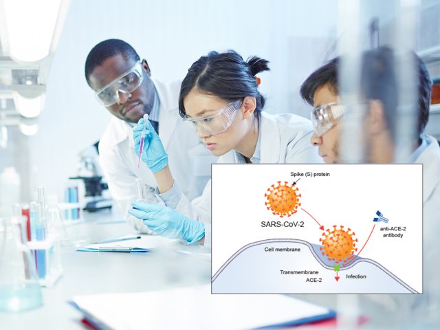 Angiotensin-receptor-blockers-could-be-used-to-treat-coronavirus-researchers-say