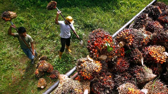 Malaysia end-Aug palm oil stocks hit 2 million tonnes for first time in 2 years . ... Malaysia end-Aug palm oil stocks hit 2 million tonne for first time in 2 years