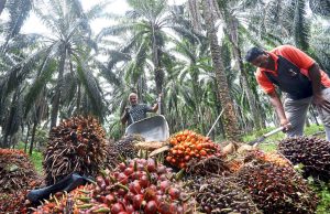 Boustead Plantations expects continued volatility in palm oil prices Boustead Plantations expects continued volatility in palm oil prices