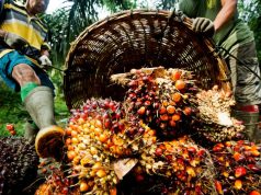 Malaysia’s palm oil stocks slide 6.56% in Feb Malaysia’s palm oil stocks slide 6.56% in Feb