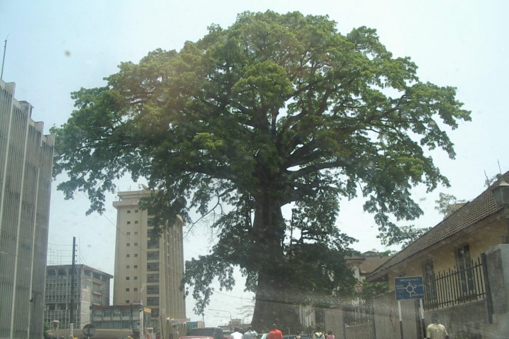 Historic Cotton Tree Falls in Freetown After Centuries Standing Tall