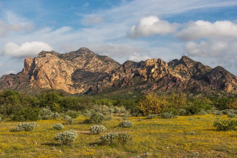 12 Gunmen Killed in Sonora Cartel Rescue Attempt