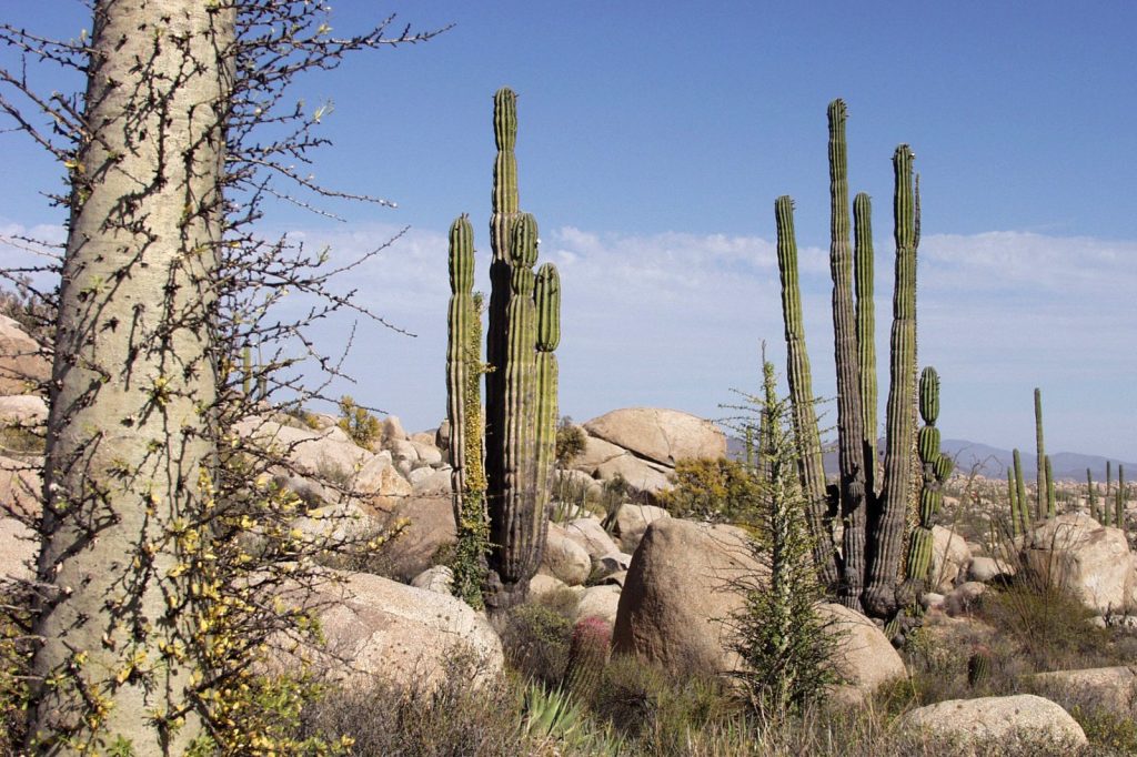 Three Tourists Found Dead in Baja California, Mexico Investigation Underway