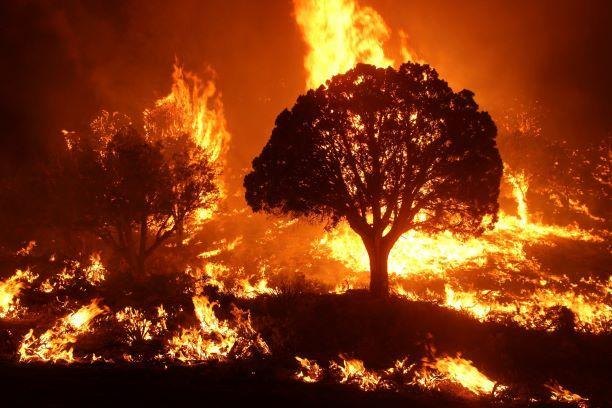 Portugal Arrests 12 for Arson After Wildfires Kill 7