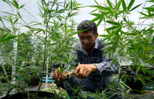Thailand’s Cannabis Industry in Crisis After Legal Reversal