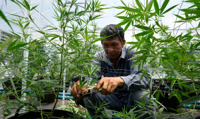 Thailand cannabis industry crisis