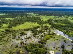 Indonesia’s Carbon Market Launch Faces Credibility Hurdles