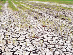 Vietnam’s Mekong Delta Faces Worst Saltwater Intrusion in Years