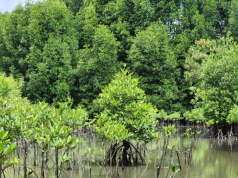 Malaysia’s Mangrove Restoration Program Gets Private Backing