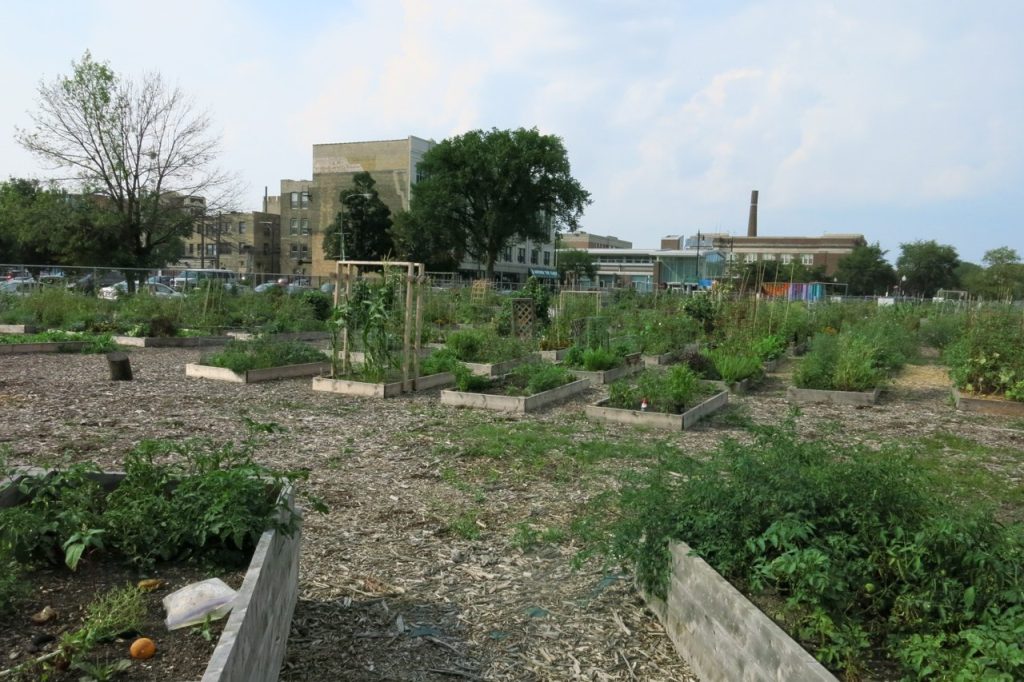 Chicago Community Gardeners Face Stubborn Dirt Challenge Near Midway Airport
