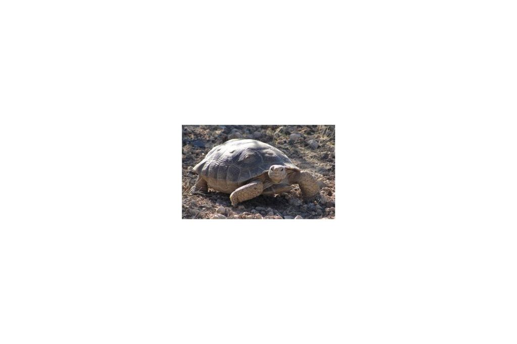 The Tortoise that Saved the Rabbit