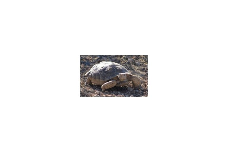 The Tortoise that Saved the Rabbit