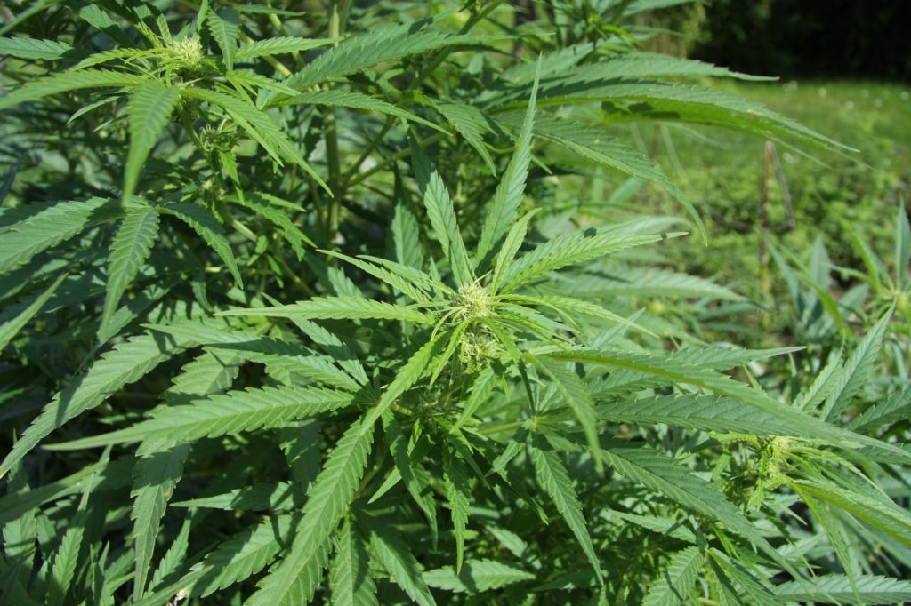 Odisha Police Bust Cross-State Cannabis Ring, Arrest Four