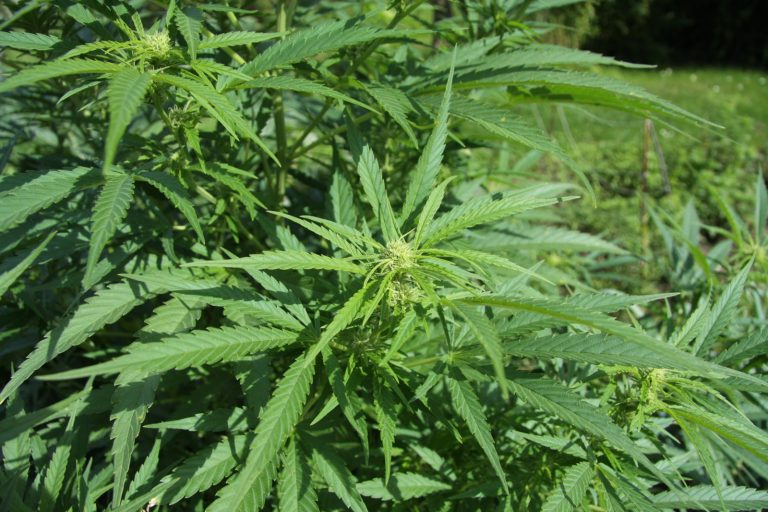 Odisha Police Bust Cross-State Cannabis Ring, Arrest Four