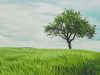 UBA Foundation CEO urges students to protect environment through tree planting UBA Foundation CEO urges students to protect environment through tree planting