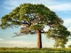 UBA Foundation returns to historic Lagos schools to launch 2026 tree planting initiative UBA Foundation returns to historic Lagos schools to launch 2026 tree planting initiative