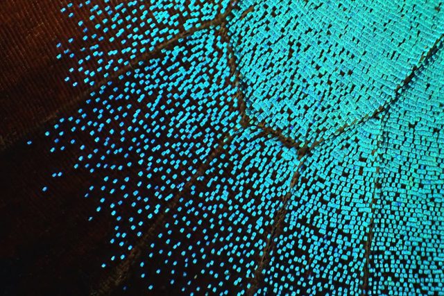 Cambridge Lab-Grown Brain Tissue Forms Functional Connections with Spinal Cord Cambridge Lab-Grown Brain Tissue Forms Functional Connections with Spinal Cord