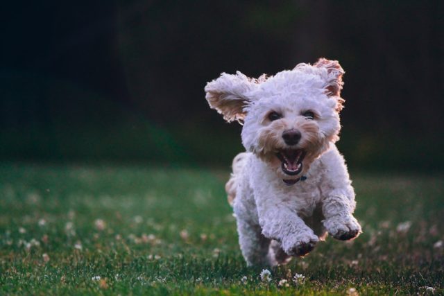IT Professional Uses AI Tools to Create Custom Vaccine for Dying Shelter Dog IT Professional Uses AI Tools to Create Custom Vaccine for Dying Shelter Dog
