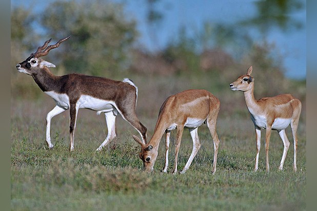 The Blackbuck Poaching Case: 1998 Incident and Legal Aftermath