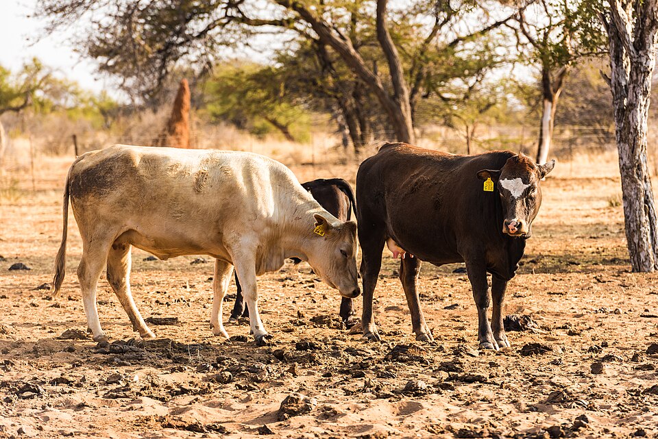 Cattle Farm